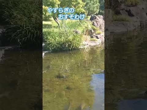 やすらぎのおすそわけ#鯉#公園#池#やすらぎ#休日