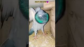 Sell pigeon#kabutar #kabutarbazi #kabutarstatus #kabutarlover #pigeon @YouTube #trending #shorts 😈