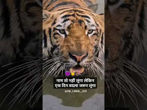 New shayari videos || boy status || lion attitude status || terinding video || shayari stutar