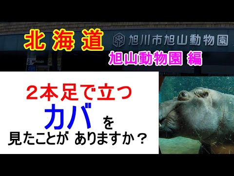 【でっかいどう北海道】　夏の北海道、旭山動物園編（２足歩行のカバ）です。北海道旅行で見つけた、面白い／かわいい／綺麗／美味しい・・・をご紹介していきます。【おじちゃん と おばちゃん の旅行】