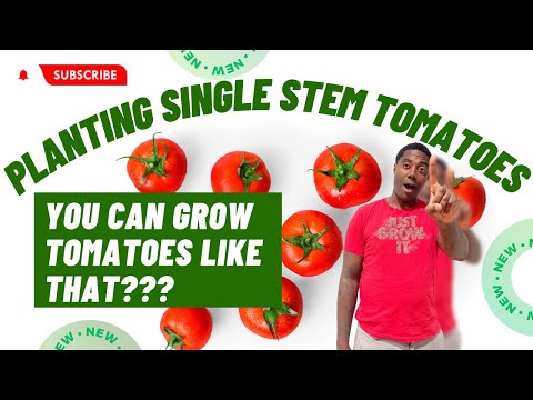 How to Plant Single Stem Tomatoes | Grow with me - March Planting