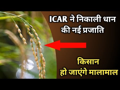 ICAR ने निकाली धान की नई variety।। किसान होगें अब मालामाल।। 
#ICAR #IIRR