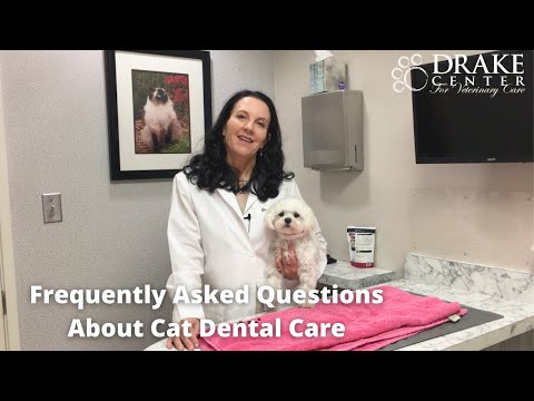 Frequently Asked Questions About Cat Dental Care