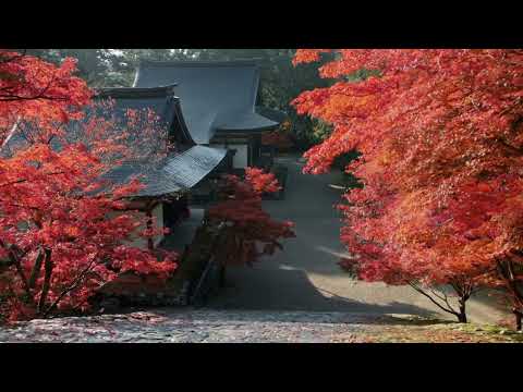 【TVCM】2022年 秋「高雄篇」そうだ 京都、行こう。