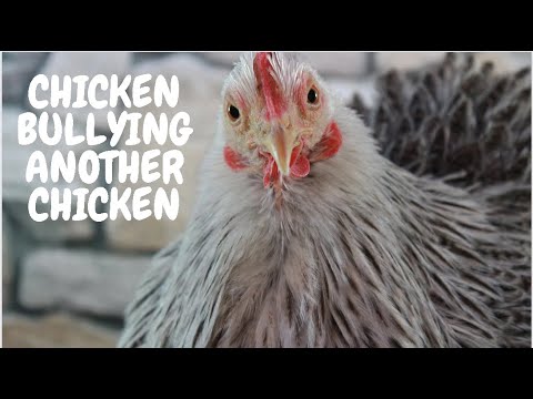 Chicken Bullying Another Chicken