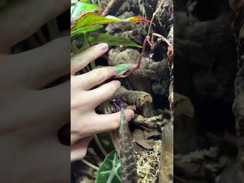 Bioactive Gargoyle Gecko enclosure is good but not perfect (a tour)