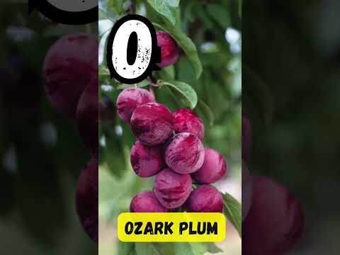 ABC Fruit Song 🍎🍇 | Learn the Alphabet with Fruits | UZR Learning | #abcd #kids #shorts #learning