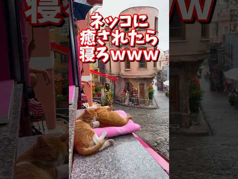 ネッコの動画で癒されたら寝ろｗｗｗ　#2ch #2chまとめ 動物スレ #2ch面白いスレ #動物 #犬 #猫 #癒やし #ねこ動画