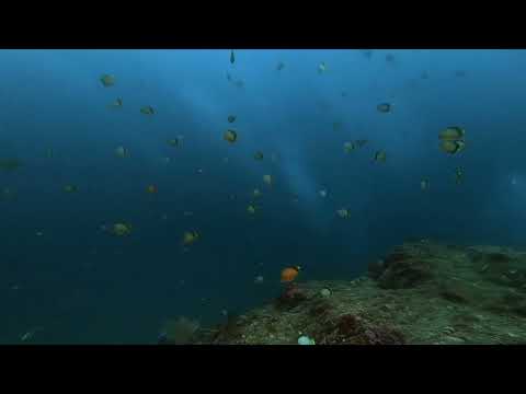 ボートポイント馬の背のシラコダイ