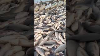 Fish farm alipur