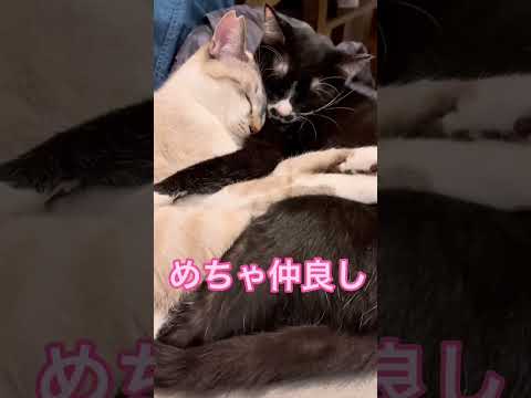 猫カフェで友達ゼロ同士だった猫たちの今。