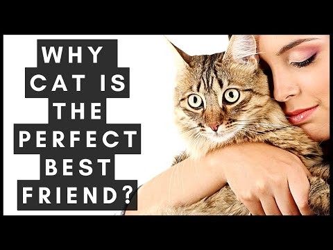 Reasons Why A Cat Is The Perfect Best Friend