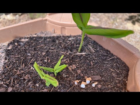 How to plant Blue Turmeric the easy way!!