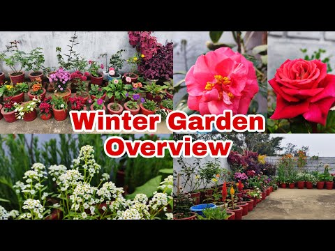 Winter Garden Overview //Sunday Update//23 January 2022