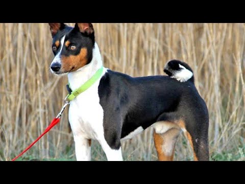 Basenji Dog Price & Details in India #dogpricelist #petwet