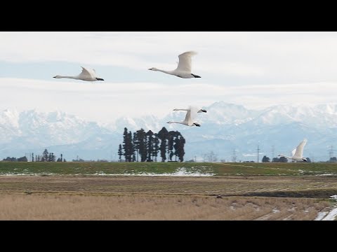 20200212白鳥　田尻池～八尾町2