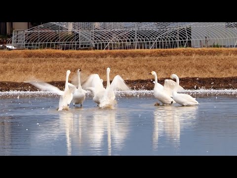 2024209　timelapse　白鳥