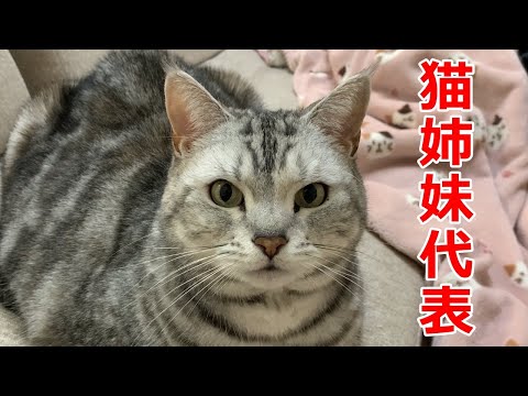 あんなちゃんよりご挨拶！猫のおしゃべりペット