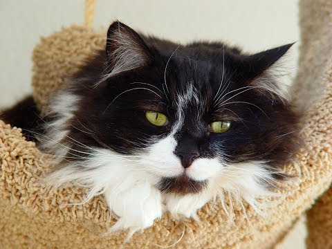 Animal Planet  :  Cats 101 ~ Domestic Longhair