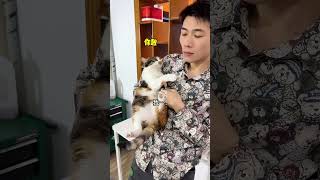 扣肉：這遊戲好玩嗎？#貓咪的迷惑行為 #cat #funny