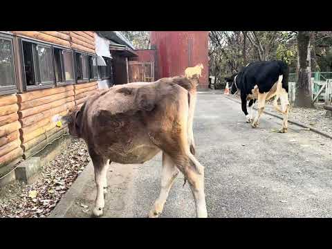 お帰り牛さん❣️ 牛🐃さん達牛舎に帰ります〜　埼玉県こども動物自然公園　2024年12月21日