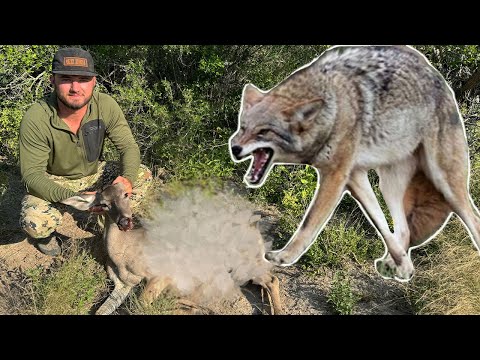 I CANT BELIEVE This COYOTE Did This So Fast | Bow Hunting South Texas