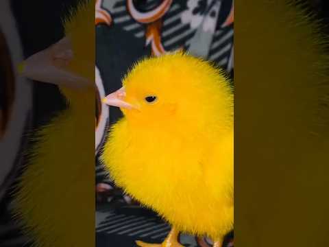 Healthy beautiful chicks - hen baby free sound #chicks #hen #cute #birds