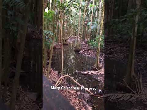 What I Saw at MARY CAIRNCROSS PRESERVE オーストラリアの熱帯森林を歩いたら