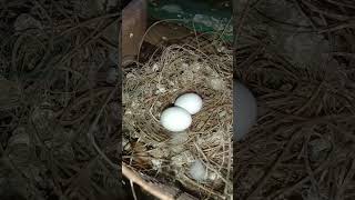 SOON TO HATCH #pispis #birds #zebradove