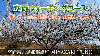 【立野ウォーキングコース】梅の木と自然が溢れる癒しの隠れスポット『宮崎観光』Miyazaki,Tuno-Town,Tateno