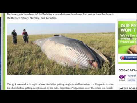 擱淺的鯨魚發現 800米約翰戈曼 Beached whale found 800 meters John Gorman.