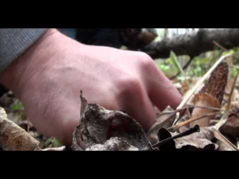 Morel Hunting