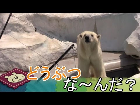 動物なーんだ？　シロクマ　エミュー　ブタ　アシカ 上野動物園