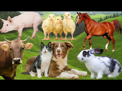 Cute little Animals - Cats, Dogs, Chickens, Cows, Rabbits, Monkeys - Animal Sound