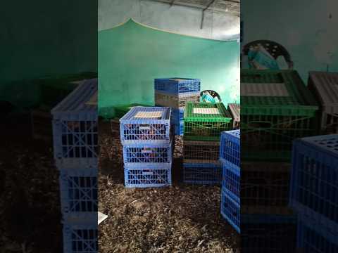 2000 sonali murgi investment and profit #desipoultryfarming #desichickenfarming #sbfarms #shorts