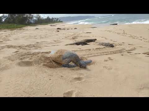 Hawaii Turtles 6-2