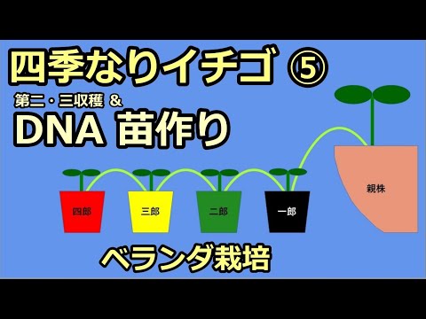 【四季なりイチゴ ベランダ栽培】⑤DNAで苗作り＆第二・三収穫結果＆あのニンニクはどうなった？ 2021  無農薬 半自給自足