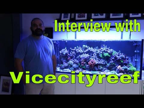 Visiting a Saltwater Tank