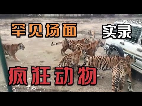 罕见地看到老虎成群狩猎，导致狮子到处躲藏 | 动物世界