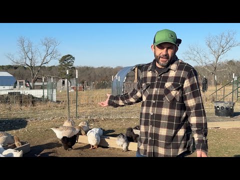 Conflicting info!  When will the geese lay their eggs?