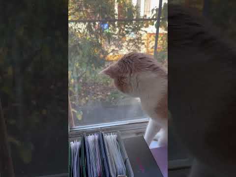 CAT GOING CRAZY OVER A BEE #cat #catshorts #catlover #cats #catvideos #windows #animals #shorts #bee