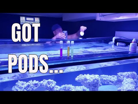 MARINE AQUARIUM PODS