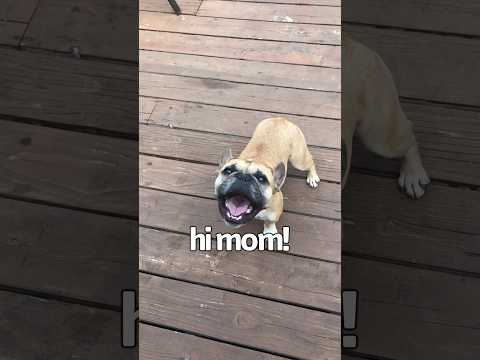 My dog can speak 3 words!! 😱😱 #dog #frenchiepuppy