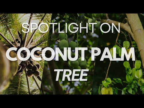 🌴 Tree Showroom Showcase: Coconut Palm – The Ultimate Tropical Vibe! 🥥