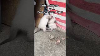 White Kittens Have A Brother Sister Fight! #shorts #kittens #kitties #kittycat #cutekitty #kitty