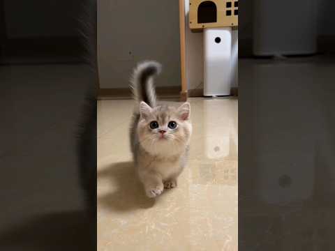 1 minute of cute kittens #shorts