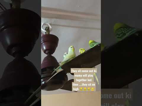 my little budgies group #budgies #youtubeshorts #trending #family #bones #lovebirds #shortsvideo