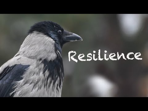 Loss And Resilience (Story 49)