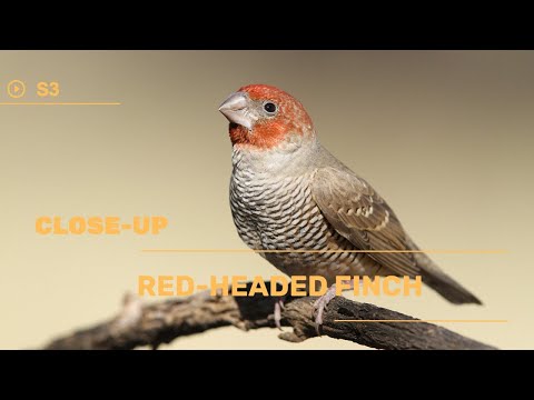 👉 S3 Red-headed finch - Amadina erythrocephala