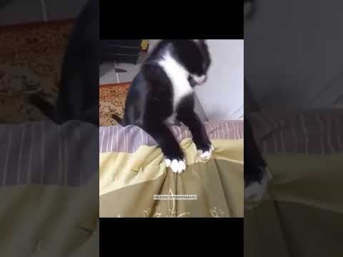 Смешные коты ч.17